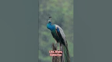 Thumbnail of Beautiful Peacock 🦚 dancing in rain | Beautiful Birds | Beautiful peacock 🦚 #shorts #youtubeshorts