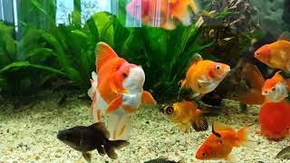 картинка: Утренний обзор 🥱. Анциструсы ройют подкоп 😱. Всех молявок почти съели 😢🐠 Aqua Chaos 