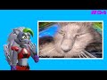 REACTING to FUNNY Cat Memes Part 94