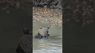 Five facts about turtles #facts