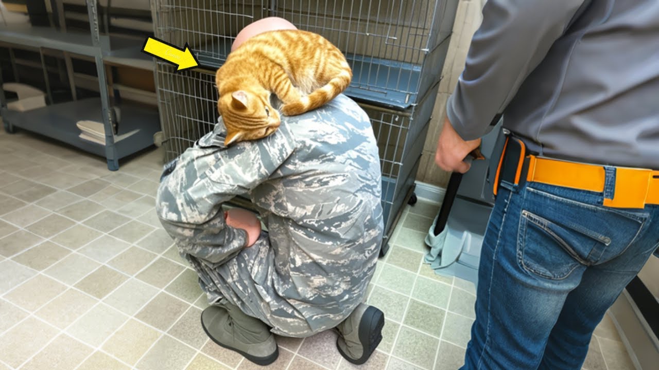 Katze Sucht Sich Mensch Aus Eine Katze sucht sich einen Mann aus und lässt ihn nicht mehr los. Aber