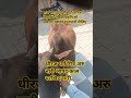गाय माता पशु पक्षियों जानवरों पेड़पौधों नदियों प्रकृति को बचाइए महादेव दानापानी दीजिए #गौमाता #शिव ॐ