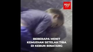 Anak laki laki berusia 5 tahun jatuh ke kandang gorila