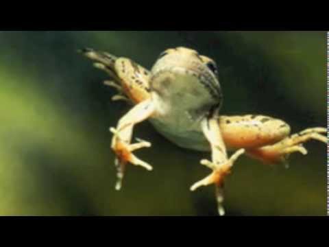 The Frog He Fly, Almost?  – detail.videoPreview
