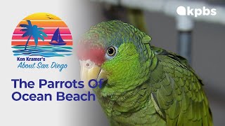 About San Diego: The Parrots of OB