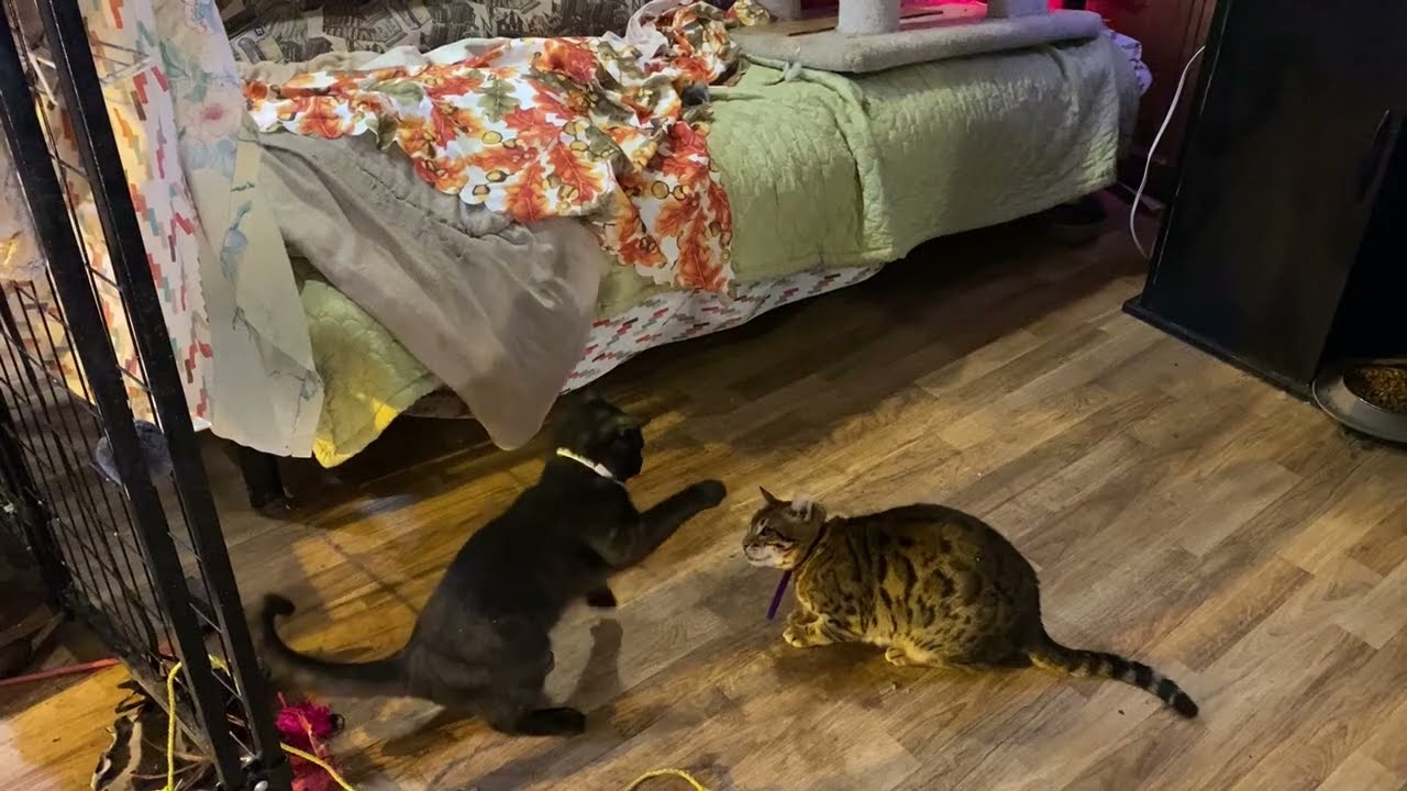 Cats Fighting How To Stop Cat Fights Bengal Vs Bombay Cat Fight Funny