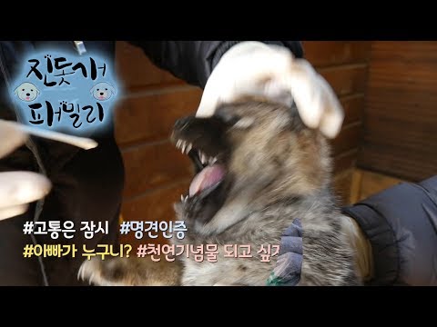 저는 천연기념물이 될 생각이 없으요ㅠ^ㅠ #진돗개유전자검사 [진돗개패밀리]