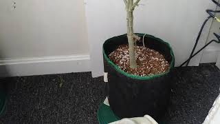 Great growers don't need 101 plants for production or top quality equipment