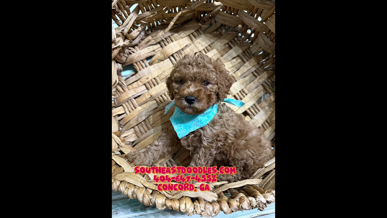 Meet Ruckus Video