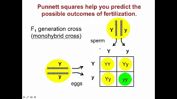 G100 Mendelian Genetics