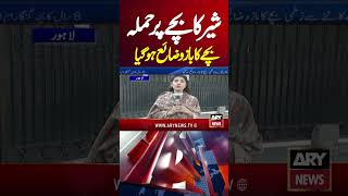 Lion Attack on 8-Year-Old Boy #loinattack #loin #breakingnews #lahore #shorts #youtubeshorts #reels