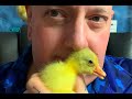 🤩 FLUFFY NUGGETS! Embden Geese I hatched🐣
