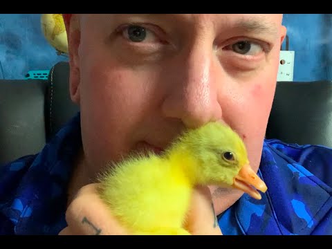 🤩 FLUFFY NUGGETS! Embden Geese I hatched🐣 @kathodosdotcom