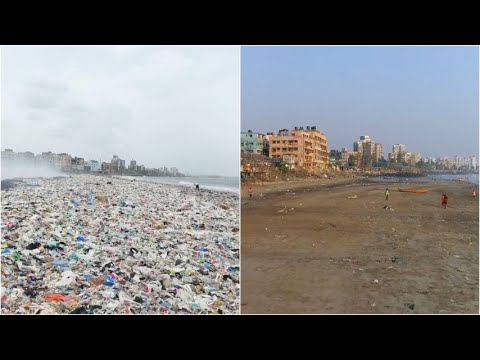 Il "miracolo" di Mumbai, era tra le spiagge più inquinate al mondo: ora sono tornate le tartarughe