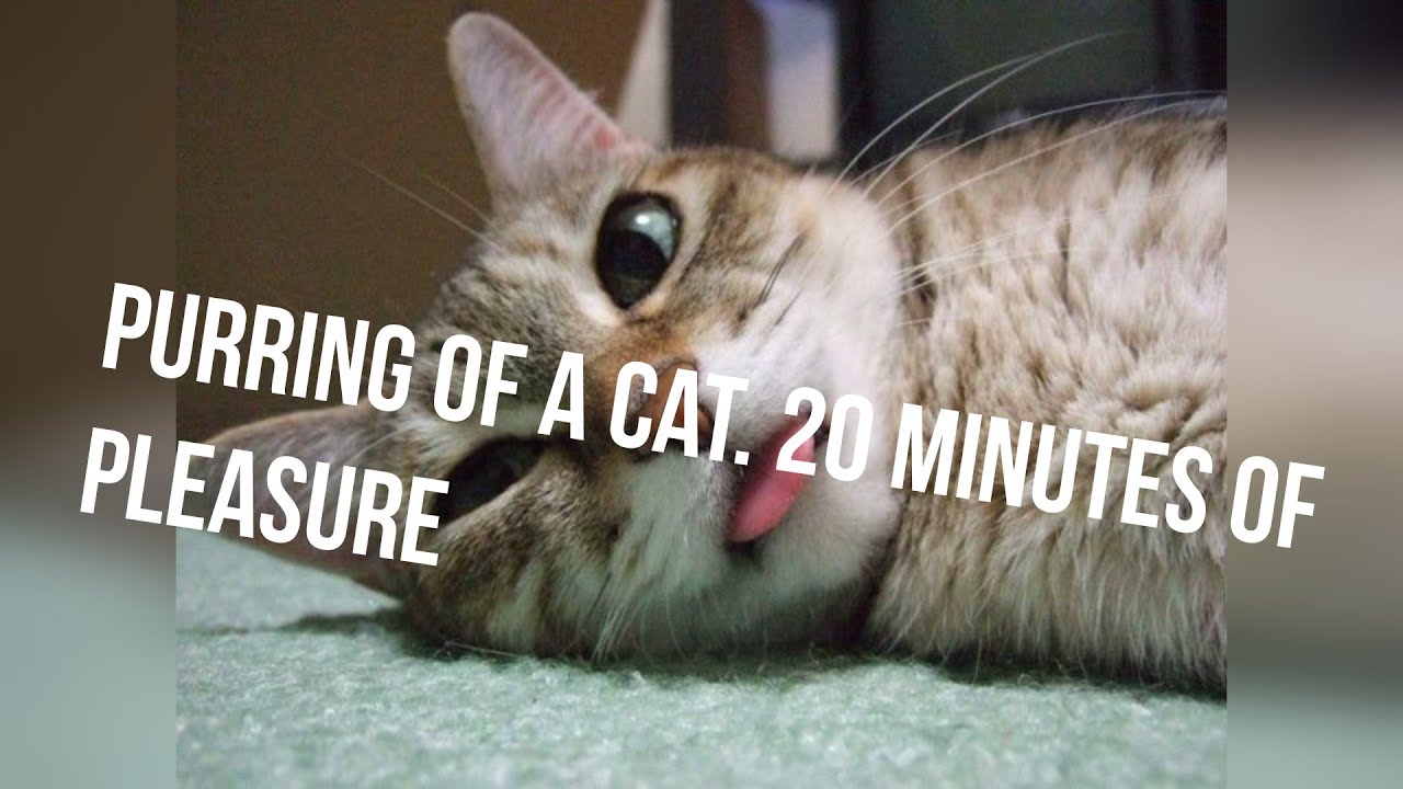 Purring of a cat  20 minutes of pleasure