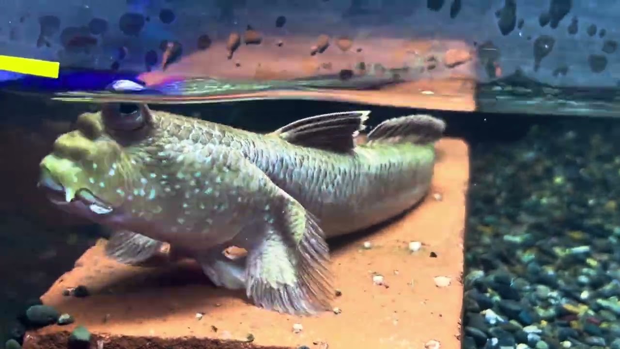 大型熱帯魚ブログ - 熱帯魚のmishima 大型熱帯魚ブログ - 熱帯魚のmishima