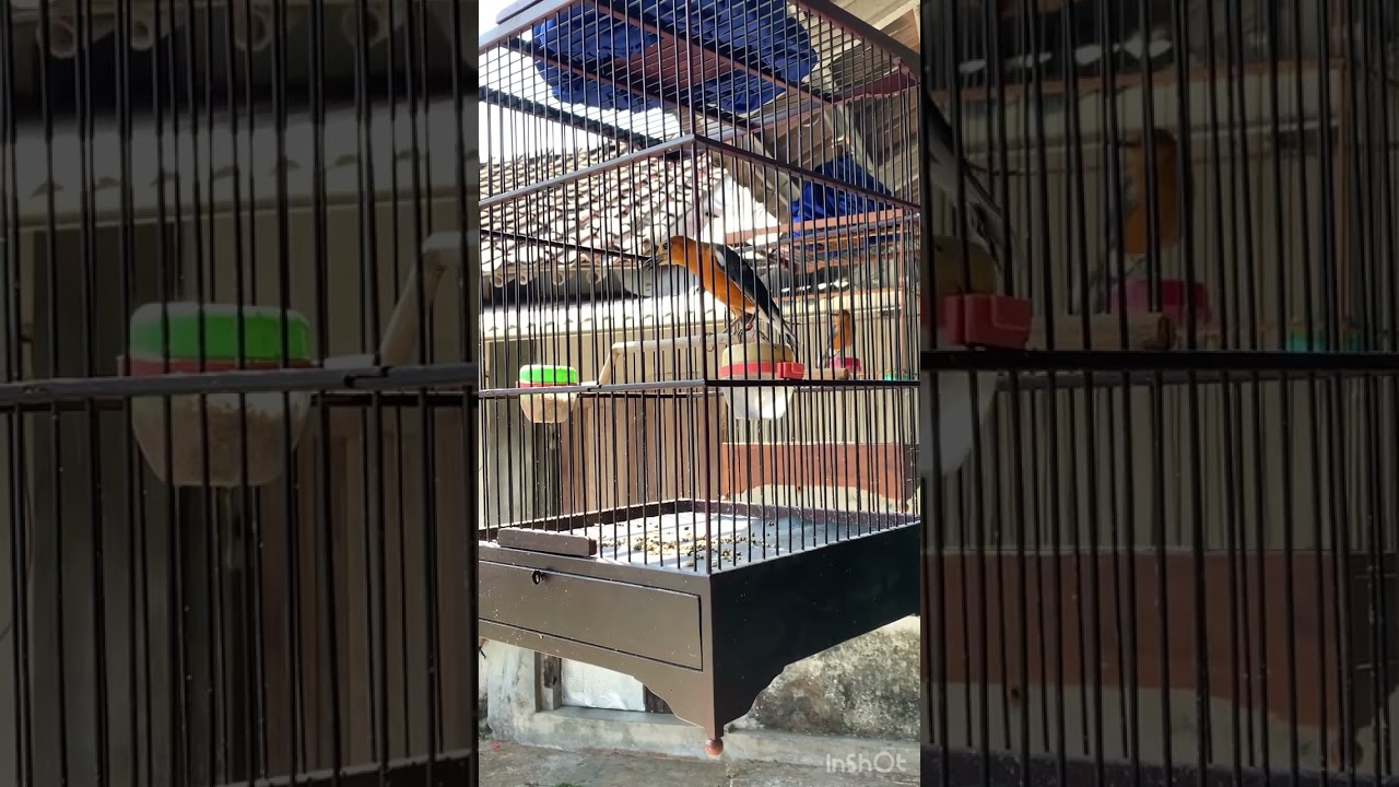 Anis Merah Pastol - Volume Kenceng - roll Speed