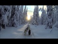 The magic of mushing