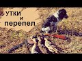 Охота на УТКУ и перепела В БЕЛАРУСИ.РОС БРИК и ТОЗ 34!!Duck hunting in Belarus.