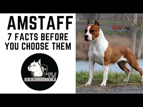 Video: American Staffordshire Terrier Dog Breed Hypoallergenic, Kalusugan At Life Span