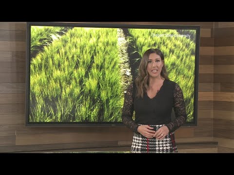 Drought resistant barley, having trouble growing in exceptionally dry conditions