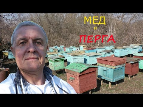 Как собрать много меда? Запас меда и перги в улье основа высокого медосбора.