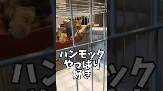 ハンモックが好き過ぎる猫【マンチカン】#shorts