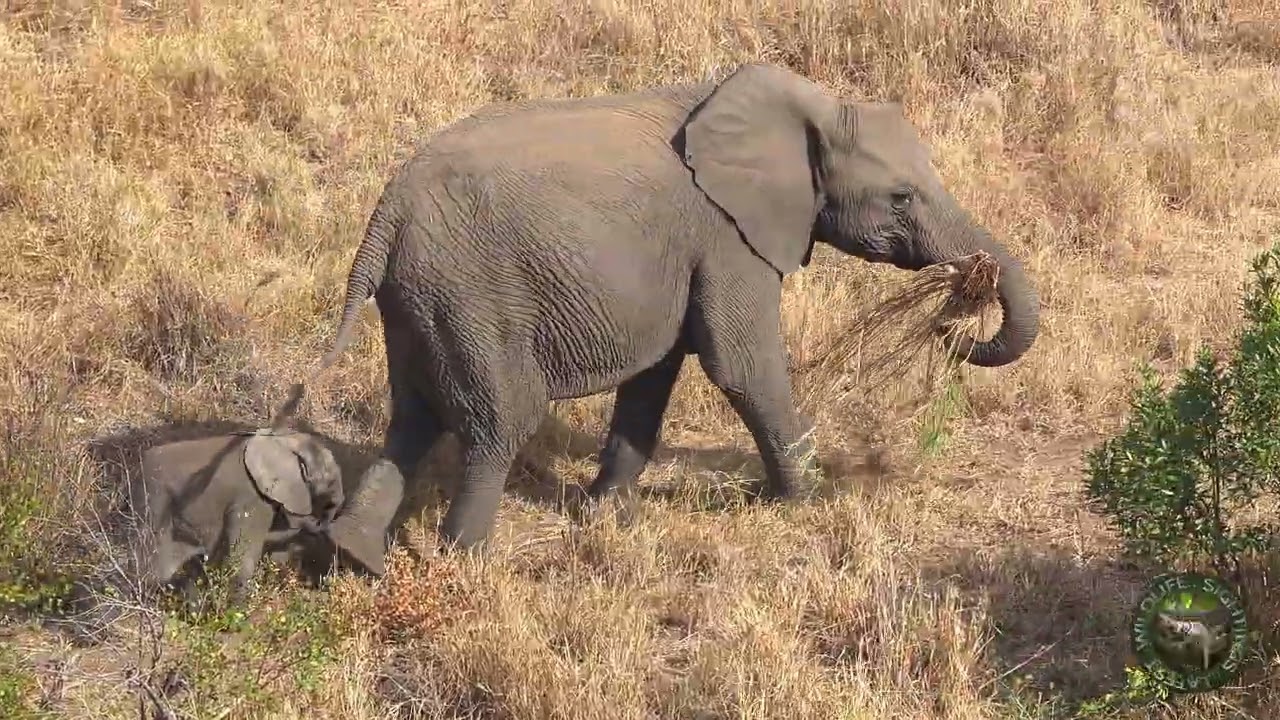 Dinner For A Hungry Family