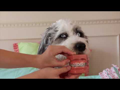 Zedd, Maren Morris, Grey "THE MIDDLE" PARODY | New Braces Teen Music Video