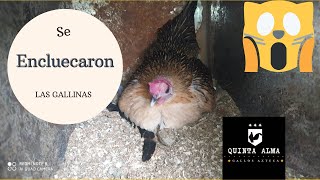 Gallinas culecas