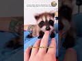 The girl found a small baby raccoon in the corner of the house.  #animals #wildliferescue #raccoon