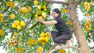 Full 30 days Harvesting Lucuma, Longan, Cucumber, Melon... Go to Market sell| Animalcare | Cooking