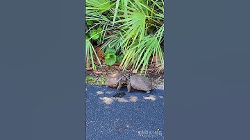 Two Gopher Tortoises Fighting