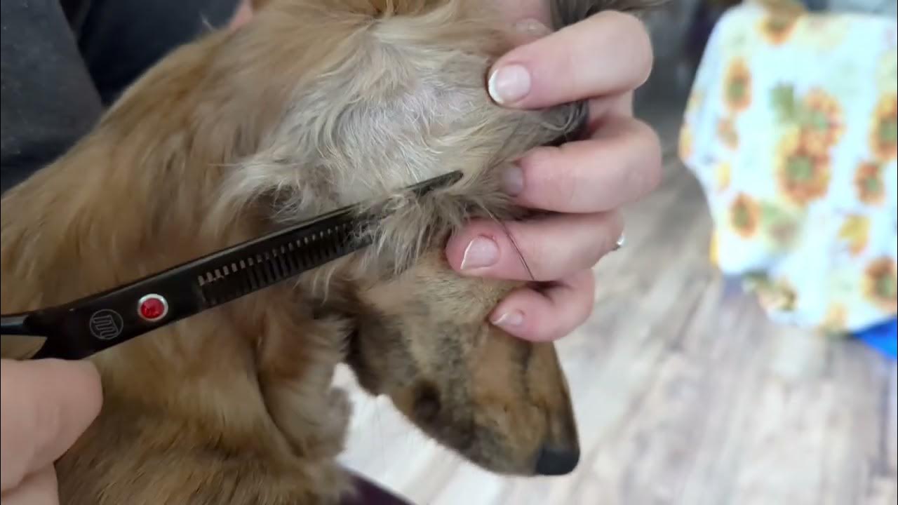 Trimming Dachshund ear hair YouTube