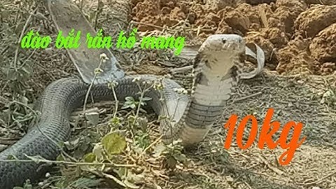 Đào  hang bắt chuột /gặp  ngay rắn hổ mang khổng lồ  10kg/ của  săn bắt ẩm thực và vlog