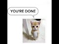 Cat meme #catvideos #viral #cat #meme