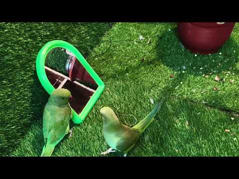 तोते की मजेदार मस्ती पल🦜🦜🦜