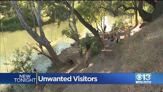 UC Davis Seeing Increase In Unwanted Visitors At Arboretum