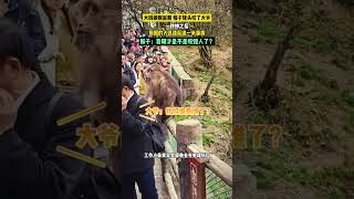 大妈摸猴屁股，猴子转头咬了大爷？！#shortvideo #野生動物 #推荐