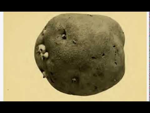 Ch 4 Potato Breeding Part 1 (The Potato 1917)