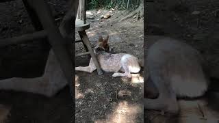 Two Australian Cattle Dog Puppies Playing