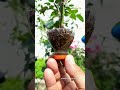 Turn ONE rose into TEN with a bottle #Shorts #Gardening #Roses