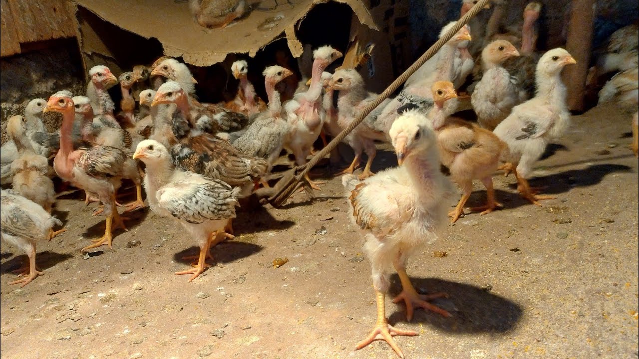 Franguinhos com ótimo desenvolvimento, manejo correto não temos percas.