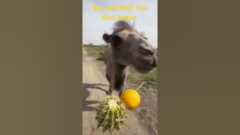 Camel gets tricked into eating lemon
