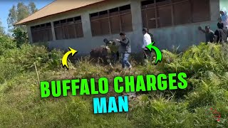 Water Buffalo Charges Man Into Muddy Ditch