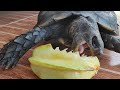 tortoise eating starfruit ASMR