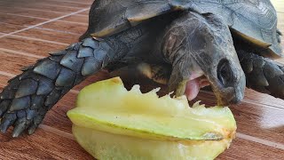 tortoise eating starfruit ASMR