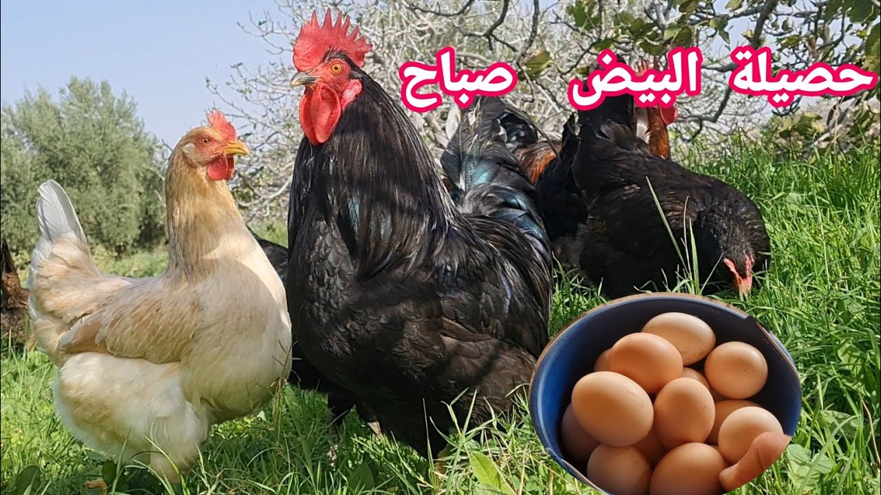 تربية دجاج حصيلة البيض دجاج خليط السلالة هد صباح تم العتور دجاجة تبيض ...