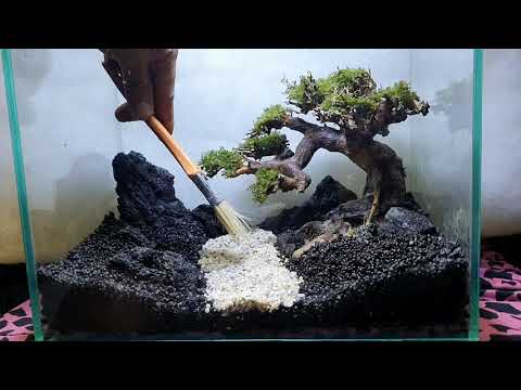 Video Hồ Thủy Sinh 