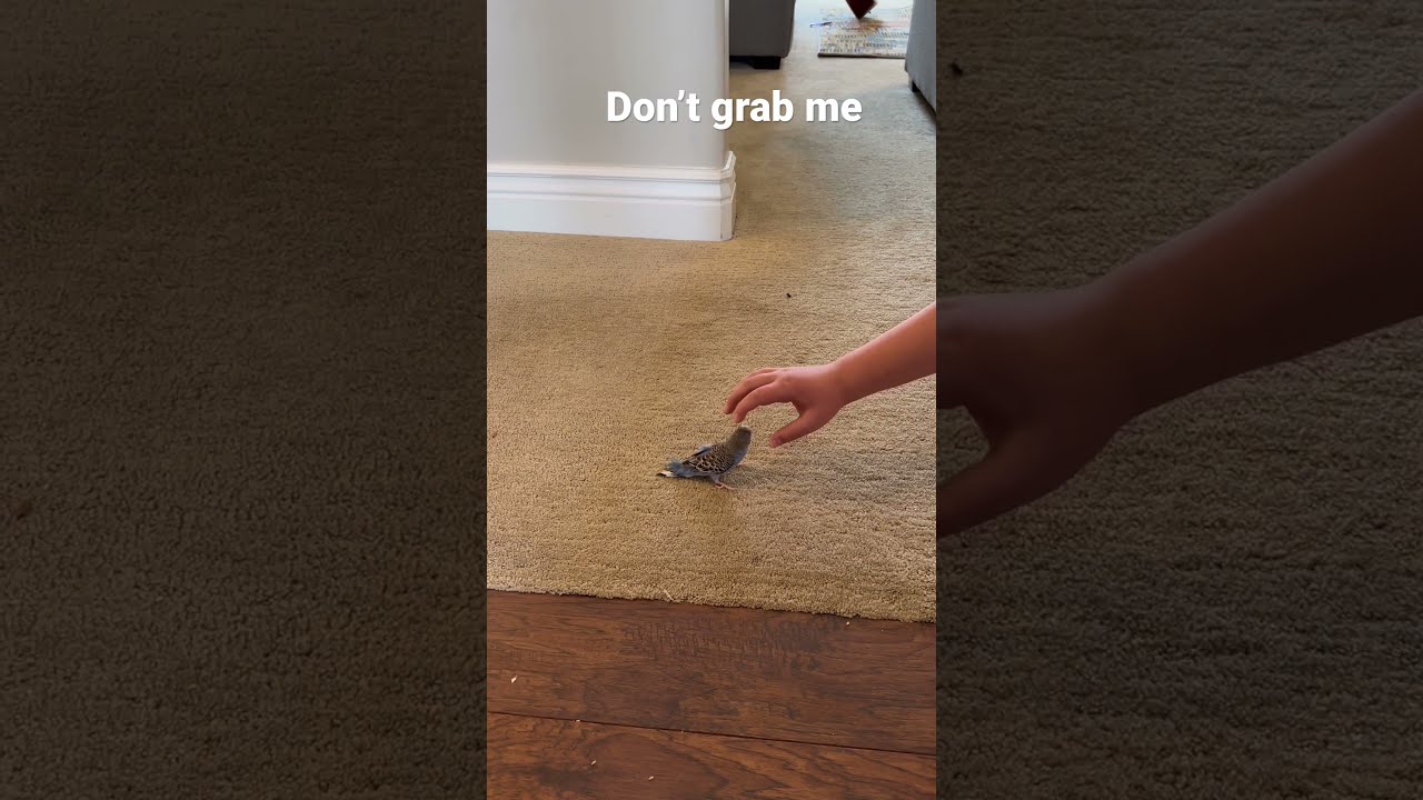 How To Grab The Sea Bird Birds Budgie Cute Funny Parrots Parakeets Birdtricks Tricks